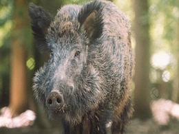 Forest Officials Arrest Man For Keeping Wild Boar As Pet In Odisha Forest Officials Arrest Man For Keeping Wild Boar As Pet In Odisha