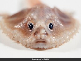 Bizarre Deep-Sea Creatures Found In Depths Of Indian Ocean, Scientists Stumped Bizarre Deep-Sea Creatures Found In Depths Of Indian Ocean, Scientists Stumped