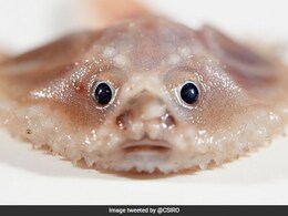 5 जीव जिनकी अंडे देने के बाद हो जाती है मौत! कारण जान रह जाएंगे हक्के बक्के, जानिए कौन से हैं ये जीव