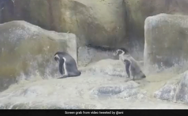 Watch: Mumbai Zoo Welcomes 3 Baby Penguins