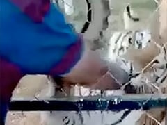 Video: टाइगर पर हाथ फेरना जू कीपर को पड़ा भारी, हाथ दबोचकर खींच लिया अंदर Video: टाइगर पर हाथ फेरना जू कीपर को पड़ा भारी, हाथ दबोचकर खींच लिया अंदर