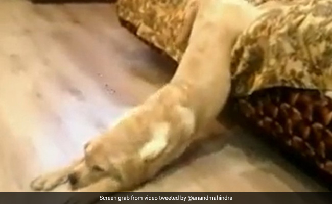 Watch: Dog Struggles To Stay Awake In The Morning, Internet Says Relatable