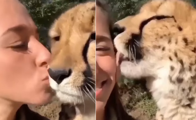 खूंखार चीते के पास बैठ महिला ने की अजीबोगरीब हरकतें, Video देख डर के मारे खड़े हो जाएंगे रोंगटे