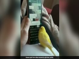 मालिक के साथ Whatsapp चैट करता है ये तोता, चोंच से फटाफट करता है टाइपिंग, देखकर चकरा जाएंगे आप मालिक के साथ Whatsapp चैट करता है ये तोता, चोंच से फटाफट करता है टाइपिंग, देखकर चकरा जाएंगे आप