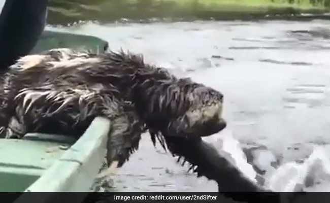 Viral Video Of A Sloth Casually Enjoying A Boat Ride Is So Wholesome