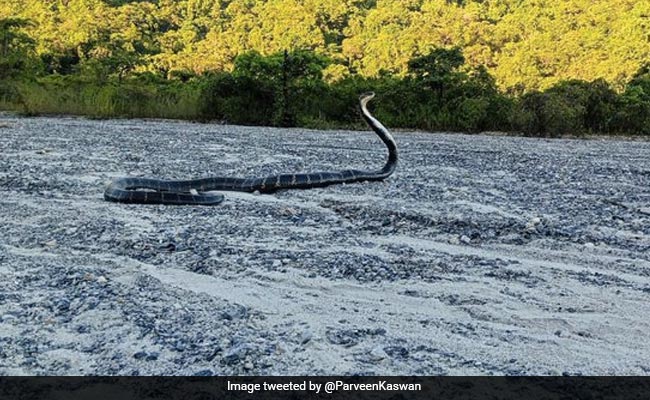 Forest Officer Asks Twitter To Guess Snake Species, Post Goes Viral