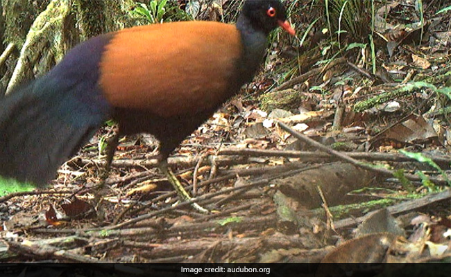 Scientists Rediscover Black-Naped Pheasant-Pigeon, Lost For 140 Years