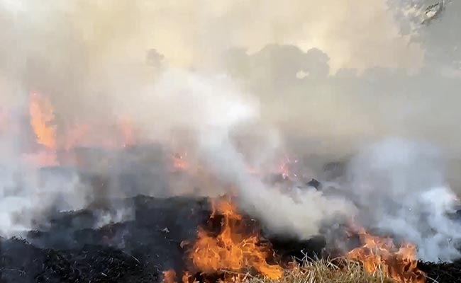 BJP, Congress Slam AAP As Punjab Records 1,842 Farm Fires