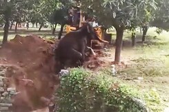 Watch: Elephant Fell Into Well In Andhra. How It Was Rescued Watch: Elephant Fell Into Well In Andhra. How It Was Rescued