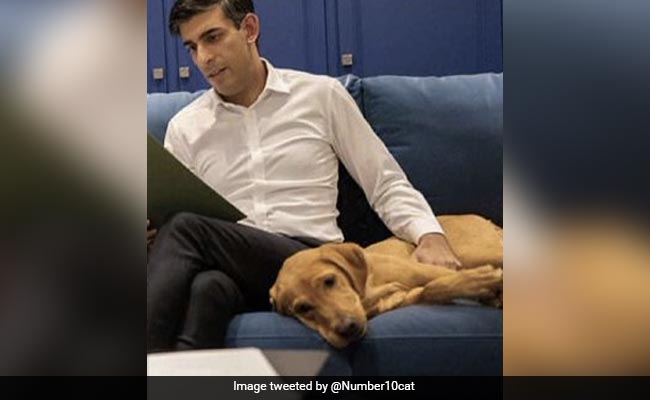 Larry The Cat Reacts As Rishi Sunaks Moves Into Downing Street With Pet Dog