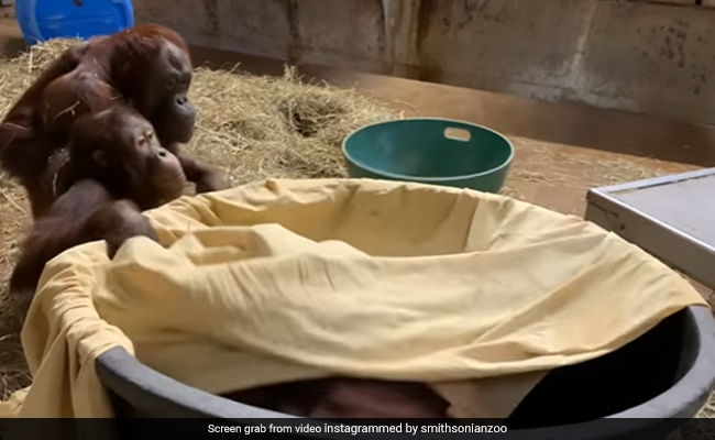 Internet Is All Hearts Over 45-Year-Old Orangutan "Auntie" Bonnie