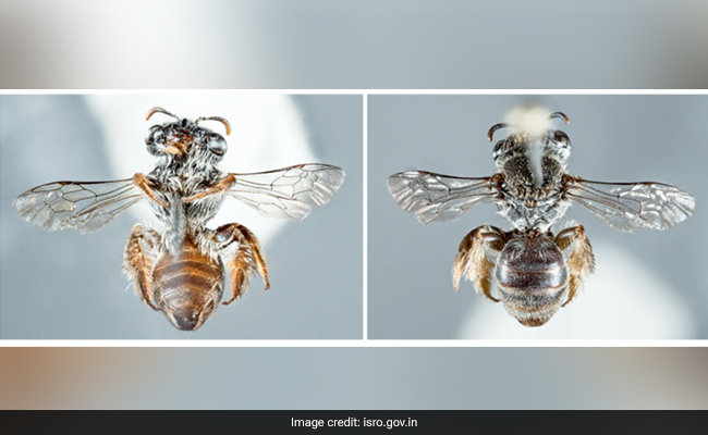 This Species Of Australian Bee Has A Dog-Like 'Snout'