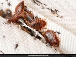 बरसात के मौसम में कीड़ों को कैसे रखें किचन से दूर, इन नेचुरल तरीकों को आजमाएं, तुरंत मिलेगा छुटकारा बरसात के मौसम में कीड़ों को कैसे रखें किचन से दूर, इन नेचुरल तरीकों को आजमाएं, तुरंत मिलेगा छुटकारा