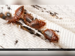 खटमल ने नींद में डाल दी है खलल तो इन 3 चीजों को छिड़क दीजिए बिस्तर पर, जड़ से हो जाएगा इसका खात्मा