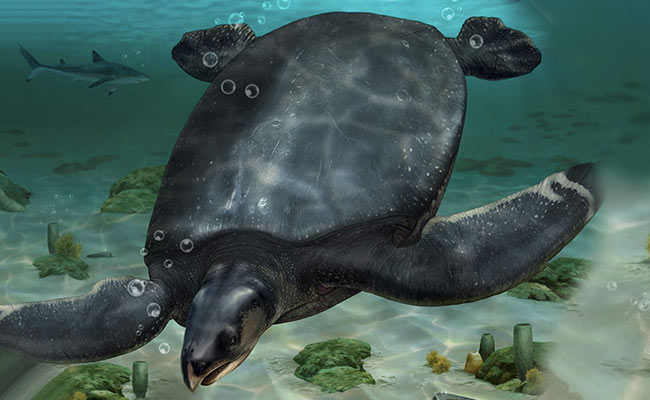 Car-Sized Turtle Fossils Discovered In Spain