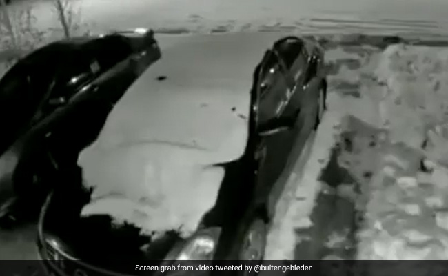 Video Shows What Happens When A Dog Owner Tries To Control Pet On Snow-Covered Road