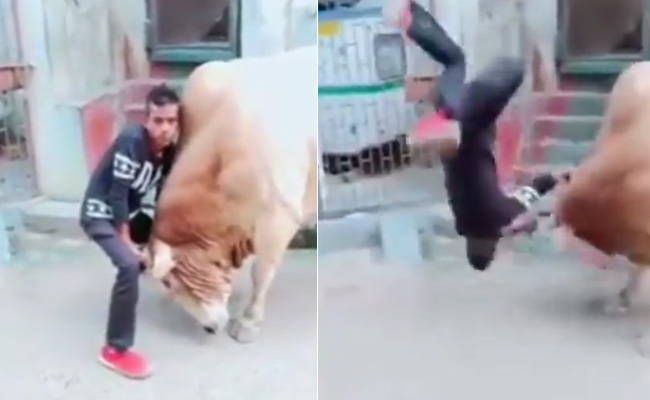 सांड की सींग पकड़कर बाहुबली बन रहा था शख्स, जानवर ने हवा में उठा कर जमीन पर पटक दिया