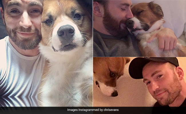 Who Does The 'Sexiest Man Alive' Chris Evans Look Best With? His Adorable Dog Dodger
