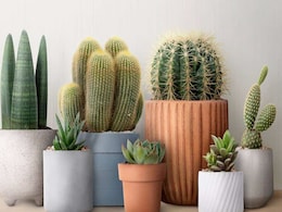 Vastu Plant: घर के भीतर पौधों को लगाने से किया जाता है परहेज, वास्तु के अनुसार जानिए कारण Vastu Plant: घर के भीतर पौधों को लगाने से किया जाता है परहेज, वास्तु के अनुसार जानिए कारण