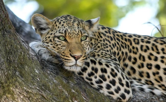 Fearing Crackers, Leopard Takes Shelter Inside House In Tamil Nadu For 15 Hours