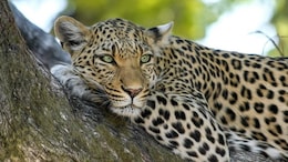 14-Year-Old Killed In Leopard Attack In UP's Bahraich