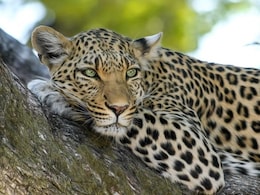 14-Year-Old Killed In Leopard Attack In UP's Bahraich