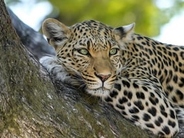 Leopard Found Dead After Attack On Man In Rajasthan: Official Leopard Found Dead After Attack On Man In Rajasthan: Official