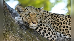 Leopard Spotted At Infosys Mysuru Campus, Employees To Work-From-Home