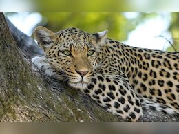Leopard Spotted At Infosys Mysuru Campus, Employees To Work-From-Home