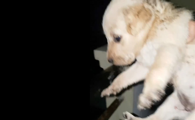 Hyderabad Teen Hangs Puppy From Tree, Throws Another From 4th Floor