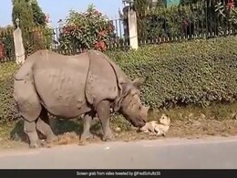 Video: A Dog Was Sleeping Peacefully, Suddenly A Rhino Came Close And... Video: A Dog Was Sleeping Peacefully, Suddenly A Rhino Came Close And...