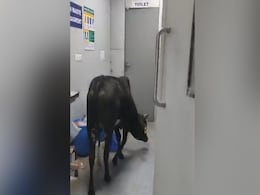 MP : बगैर किसी रोक-टोक अस्पताल के ICU वार्ड तक पहुंची गाय, वीडियो हुआ वायरल  MP : बगैर किसी रोक-टोक अस्पताल के ICU वार्ड तक पहुंची गाय, वीडियो हुआ वायरल