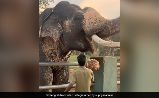 Watch: Elephant Gulps Down Food Balls As Special Breakfast Is Served