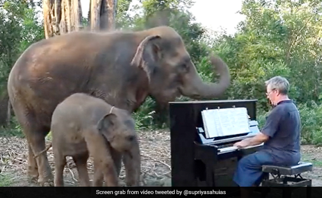 हाथी का बच्चा और उसकी मां ने बड़े मज़े से सुना पियानो म्यूजिक, सूंड हिलाकर ऐसे किया डांस हाथी का बच्चा और उसकी मां ने बड़े मज़े से सुना पियानो म्यूजिक, सूंड हिलाकर ऐसे किया डांस