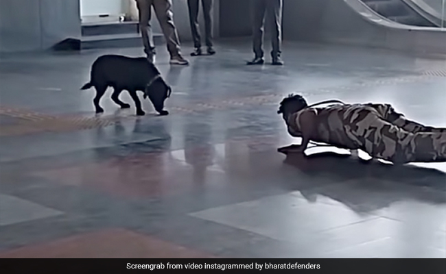 Viral Video: Dog Imitates CISF Jawan's Workout At Delhi's Metro Station