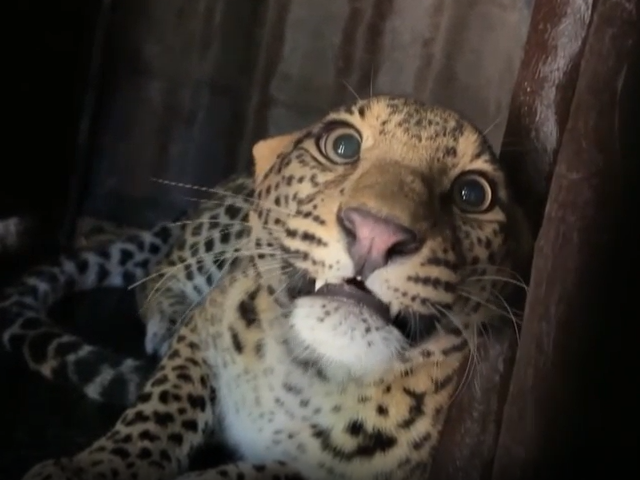 Leopard Rescued From Well In Maharashtra's Nashik