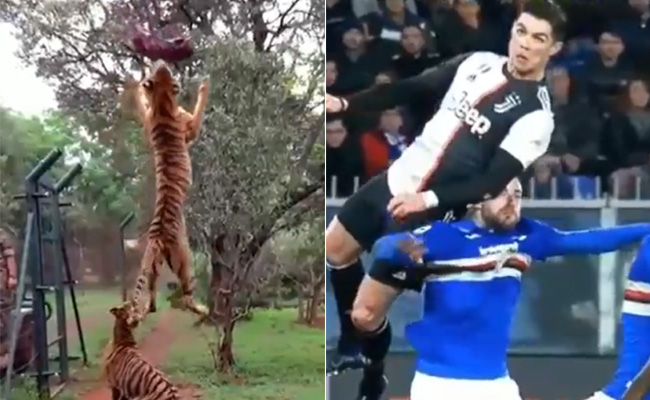 इस बाघ से रोनाल्डो की तुलना क्यों की जा रही है? बेहद ख़ास है ये वीडियो, आपको मोटिवेट कर देगा