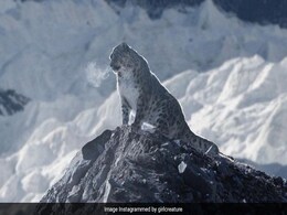 Spectacular Image Of Snow Leopard Sitting Atop "Field Of Ice Pinnacles" Mesmerises Internet Spectacular Image Of Snow Leopard Sitting Atop "Field Of Ice Pinnacles" Mesmerises Internet