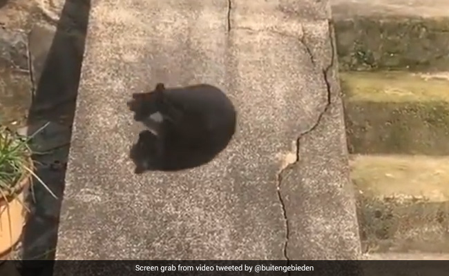 Viral Video Of A Cat Gliding Down A Slope Will Bring A Smile To Your Face