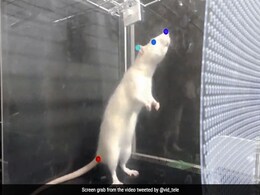 चूहे भी संगीत की धुन पर करते हैं डांस, पसंद करते हैं म्यूजिक सुनना, यकीन न हो तो देखें ये Video चूहे भी संगीत की धुन पर करते हैं डांस, पसंद करते हैं म्यूजिक सुनना, यकीन न हो तो देखें ये Video