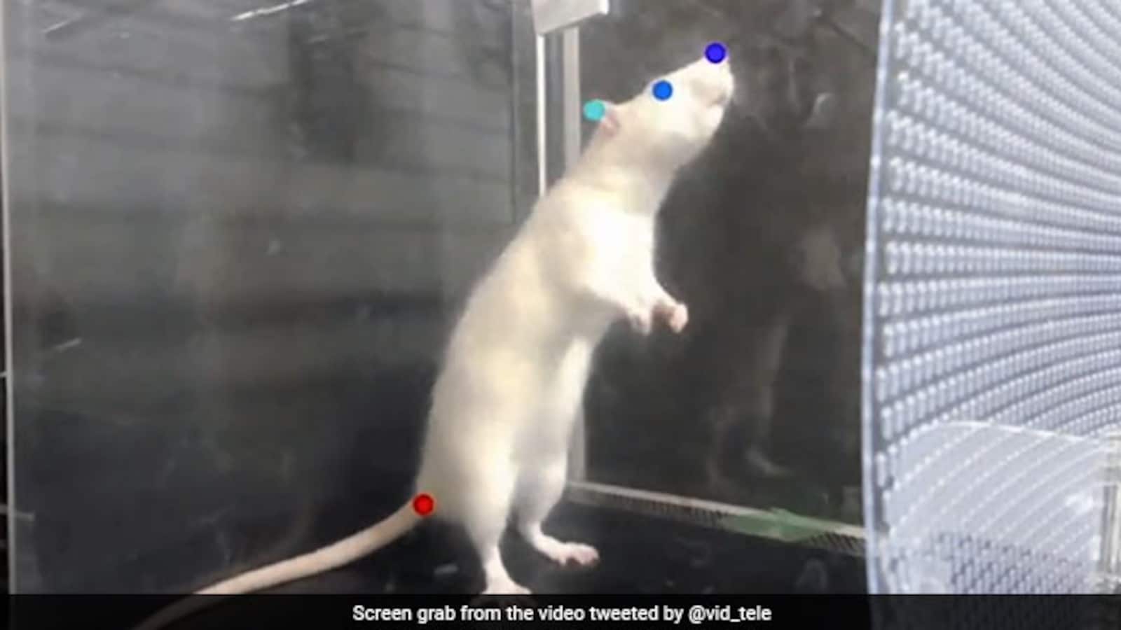Rats Bop To The Beat And Like Music, Says Study