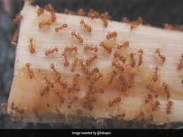Officials Warn Of Fire Ants 'Raining Down' On Hawaii Residents Officials Warn Of Fire Ants 'Raining Down' On Hawaii Residents