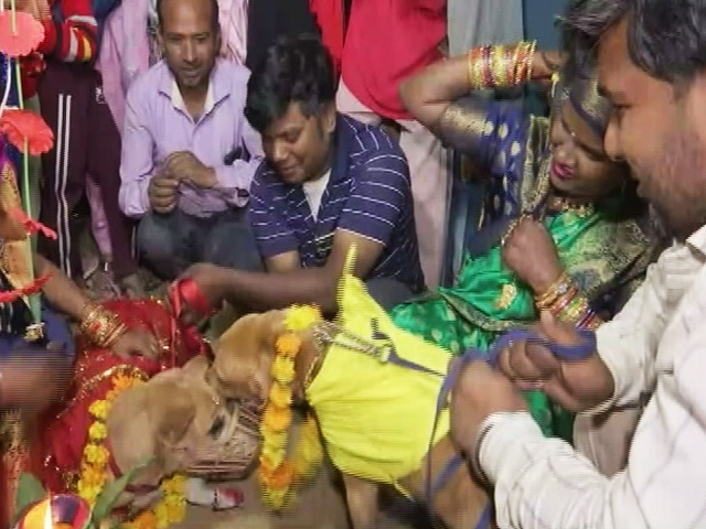 At Gurugram Dog Wedding, <i>Dhols, Baraatis</i> And A <i>Haldi</i> Ceremony