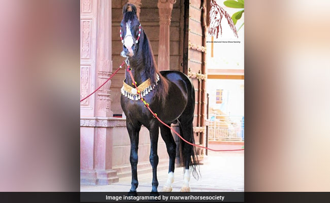 For First Time, Jodhpur Horses To Gallop In Bangladesh President's Entourage