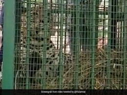 Video: Leopard, Said To Have Killed 4 In UP, Shifted To Kanpur Zoo Video: Leopard, Said To Have Killed 4 In UP, Shifted To Kanpur Zoo