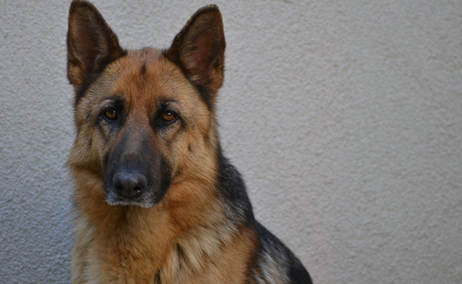 Gurugram Woman Bitten By Neighbour's Pet Dog, Says Father Was Attacked Too