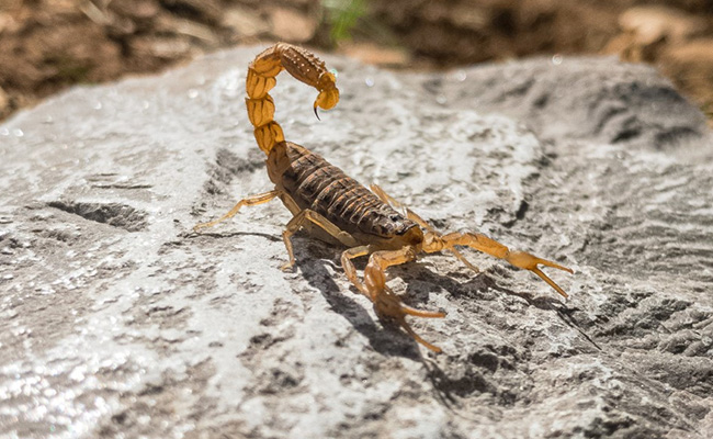 7-year-old Brazilian boy suffers seven heart attacks, dies after scorpion bite