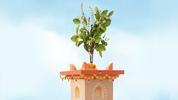 खरमास में तुलसी की पूजा को लेकर जान लें ये मान्यता, ध्यान रखना बेहद जरूरी