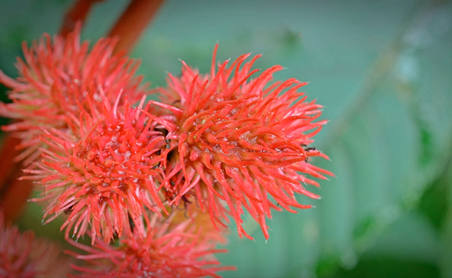 World's 'Most Poisonous Plant' Found In British Garden's Flower Beds