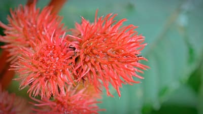 World's 'Most Poisonous Plant' Found In British Garden's Flower Beds